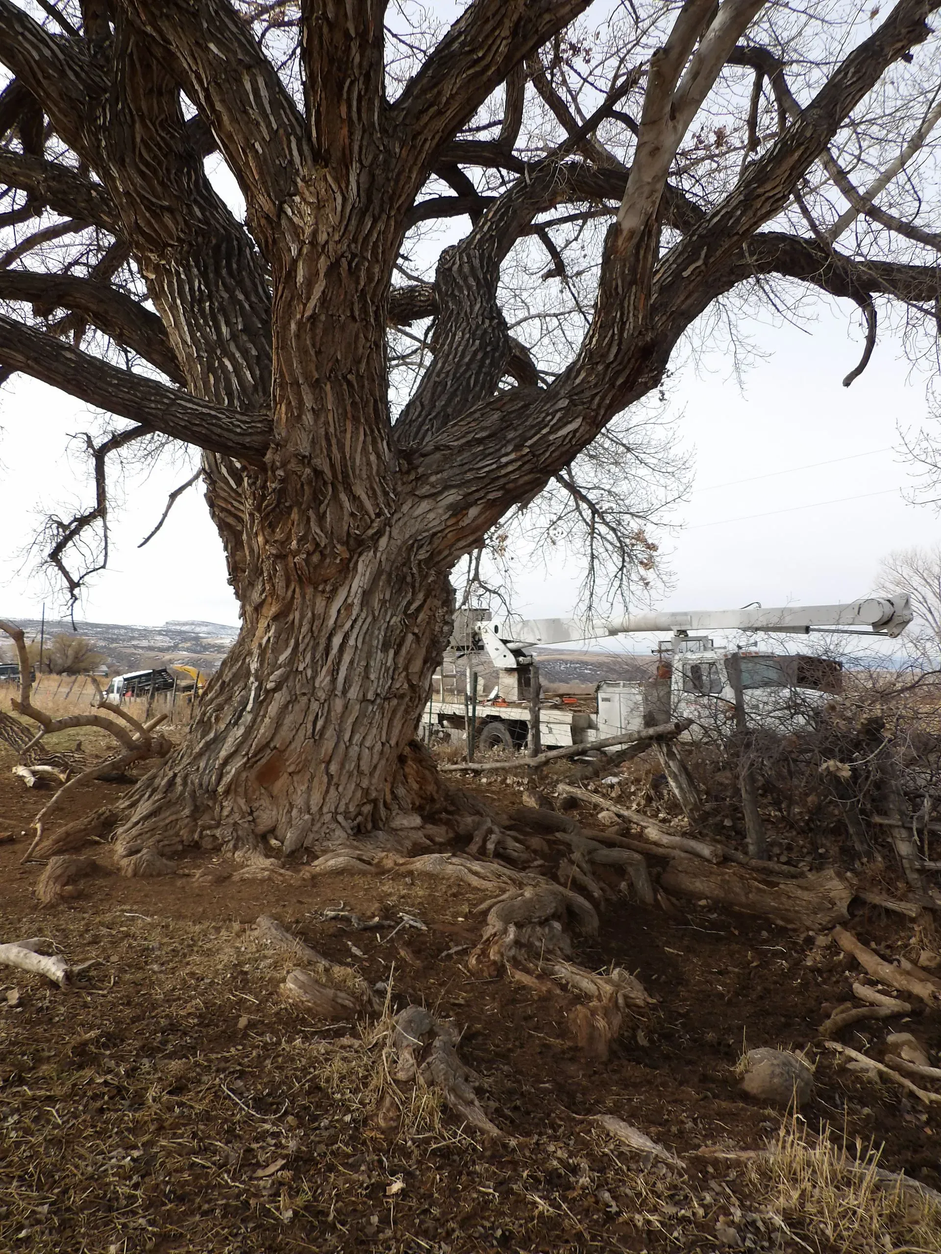 Rescue Tree Service Image