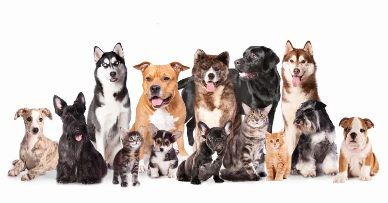 Pet Insurance