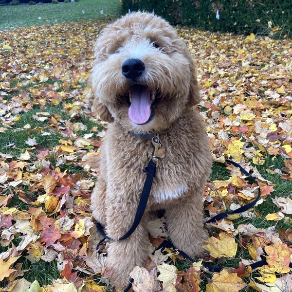 New dog trainee for Invisible Fence® in Monroe County, Michigan