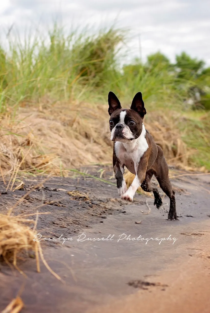 Image of Local Pet Event Fall Vaccine Titer Test Clinic Nearby