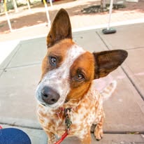 Images Paragon Pups LLC