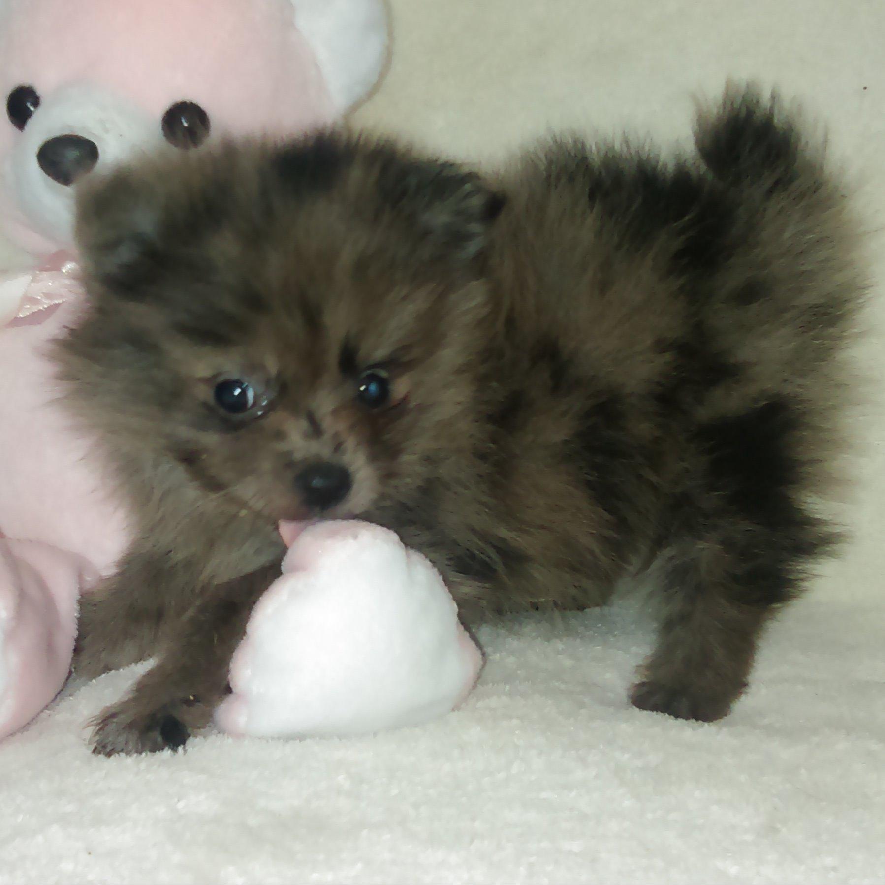 Bevellas Pet Shop
