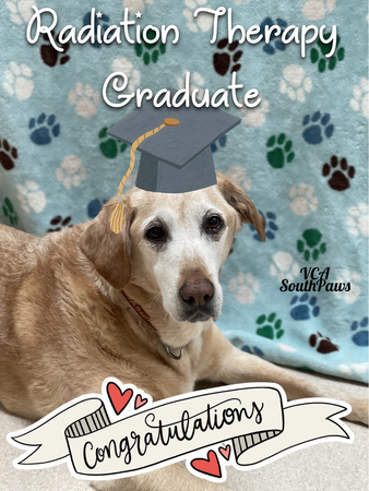 Images VCA SouthPaws Veterinary Specialists & Emergency Center