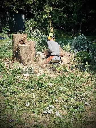 Images Sunbury Tree Care