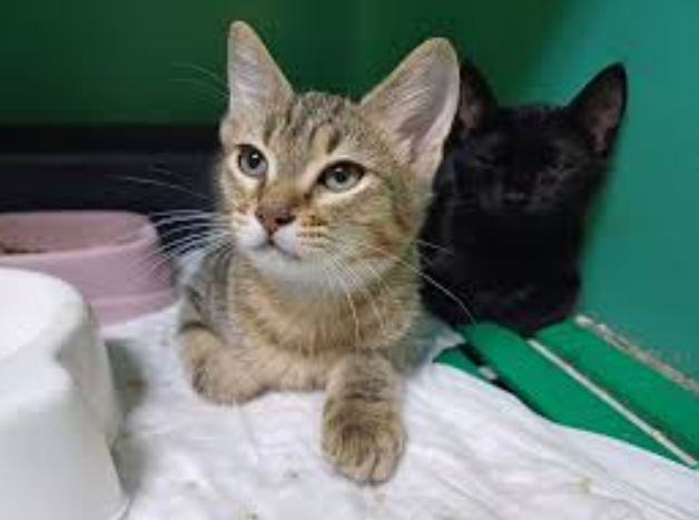 Images Ambulatorio Veterinario Dott Antonio Viglietti