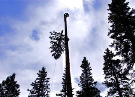 Wilson's Tree Service is an Arborist and tree surgeon and Tree service company in Red River, NM.