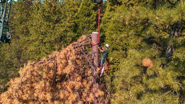 Images Am/Pm Tree Service, Inc.