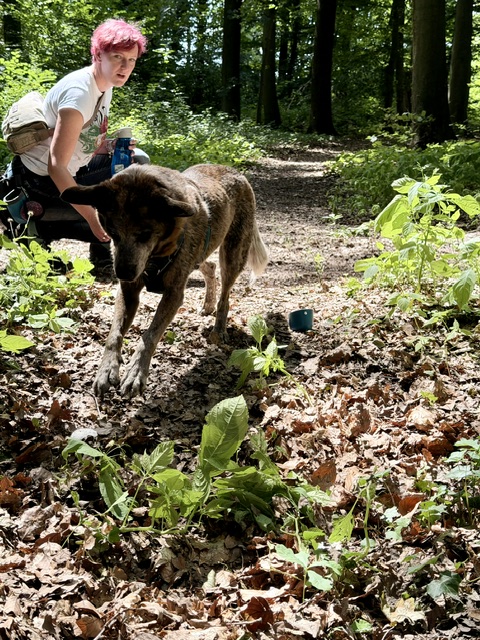 Hundeschule DogGeeks® TonCane: Online & Mobil, Voßbarg 23 in Seevetal
