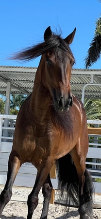 Images Events, Horses & More, Corp.