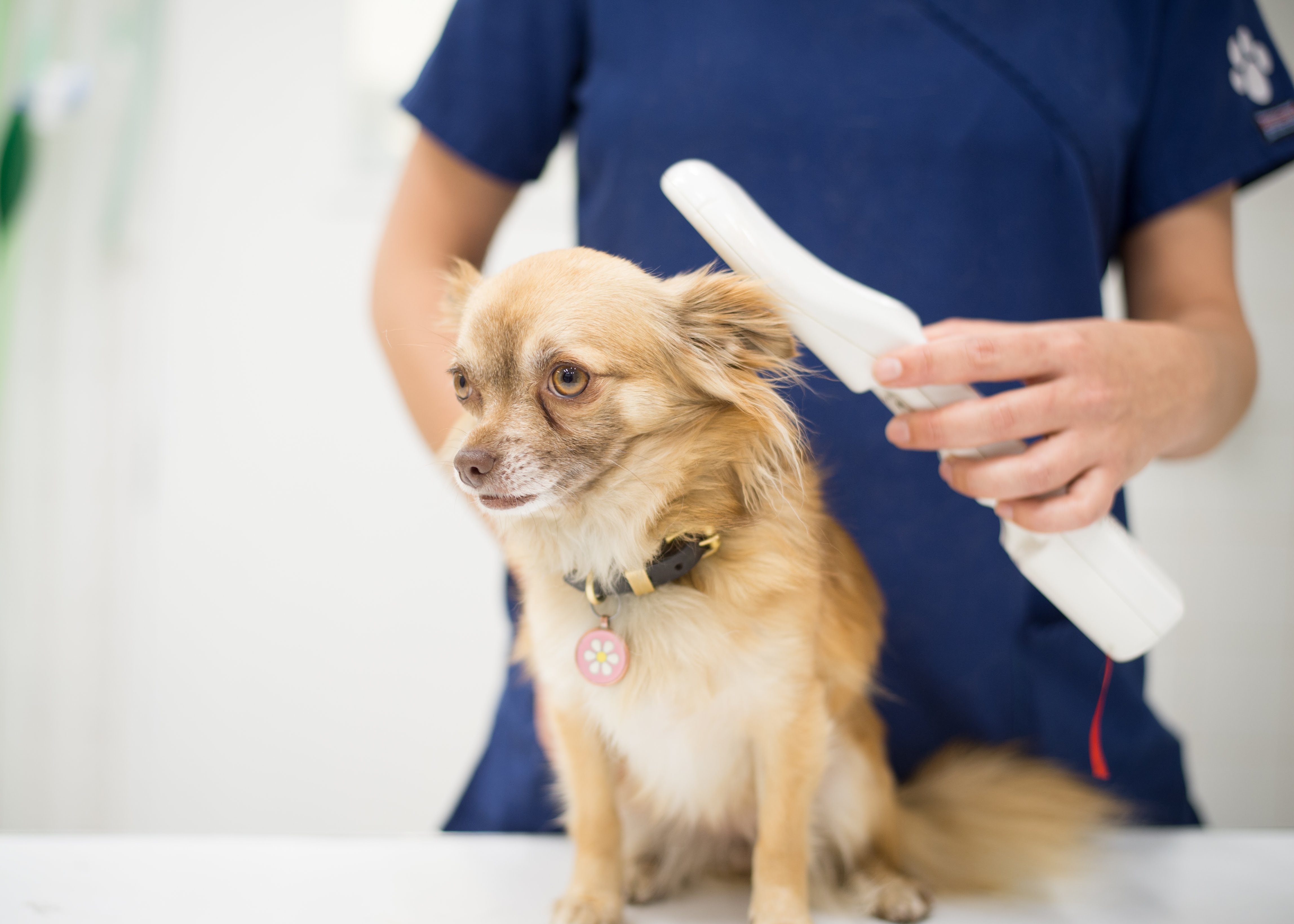 Images Streatham Hill Veterinary Surgery