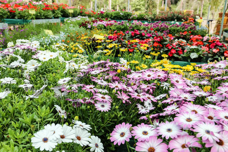 Images Vivaio Avagliano Piante