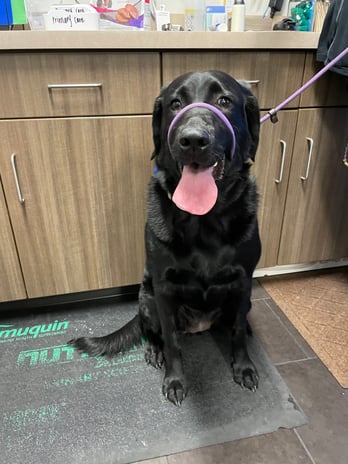 Images VCA West Los Angeles Animal Hospital