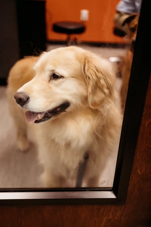 Images PetVet365 Pet Hospital Fishers Crossing