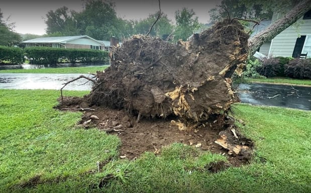 Images Big Woody's Tree Service