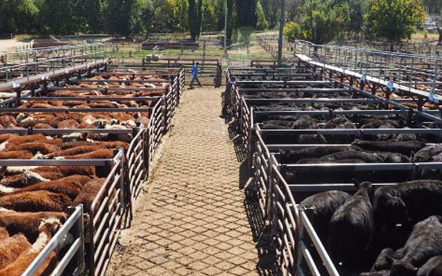 Images Monaro Livestock & Property Pty Ltd