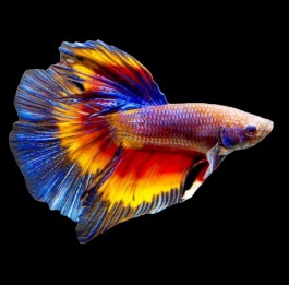 Seahorse Aquariums 7
