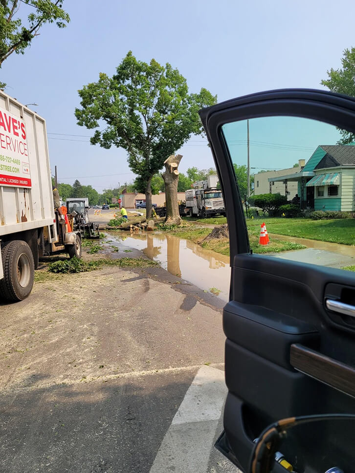 Big Dave's Tree Service