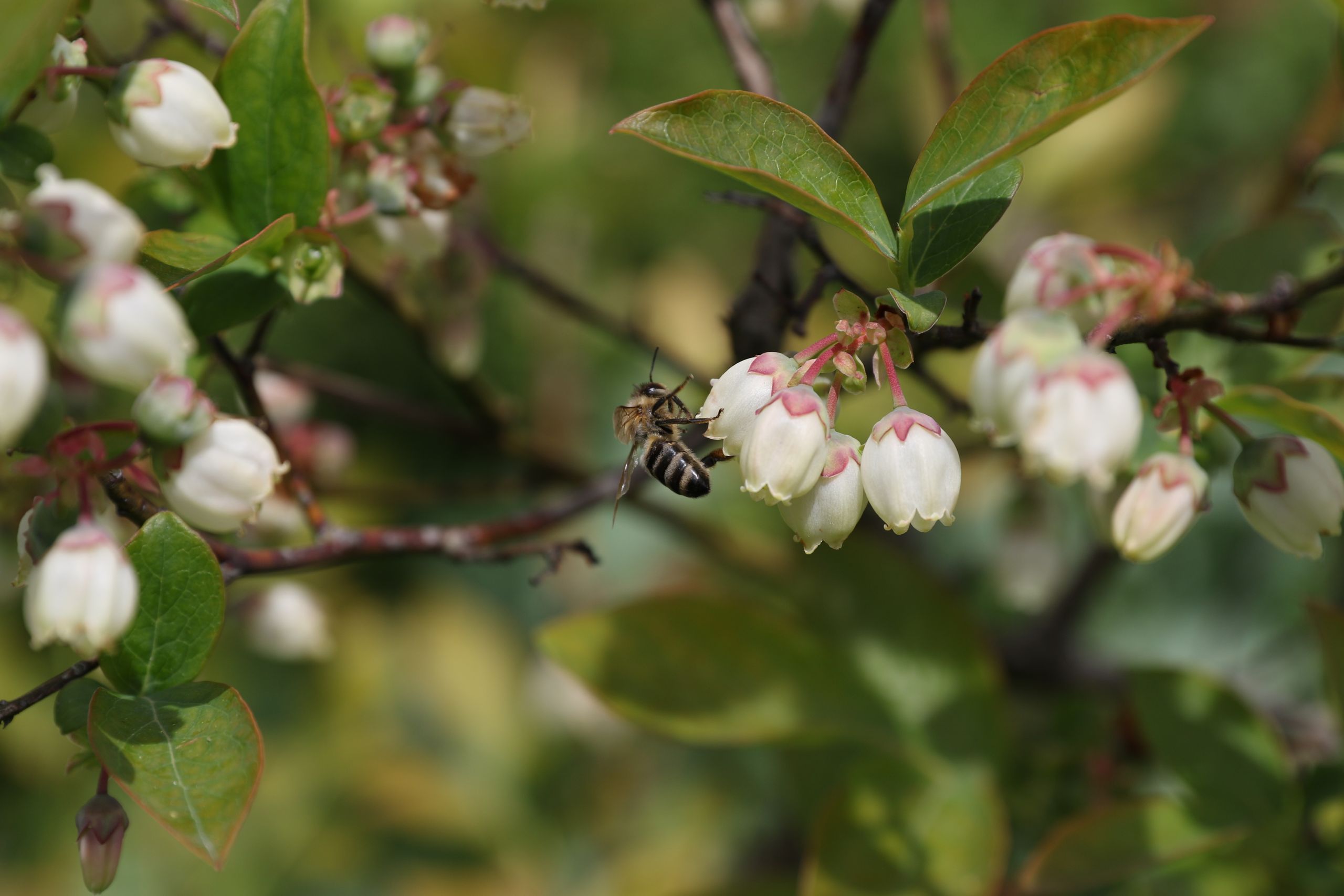 Gartenbau Steinmann, Büelweg 1 in Rüfenach AG