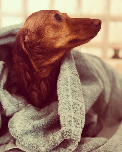 MY DOG COMPANY GmbH, Alderstrasse 28 in Zürich