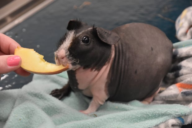 Images CityVet Veterinary Clinic & Urgent Care