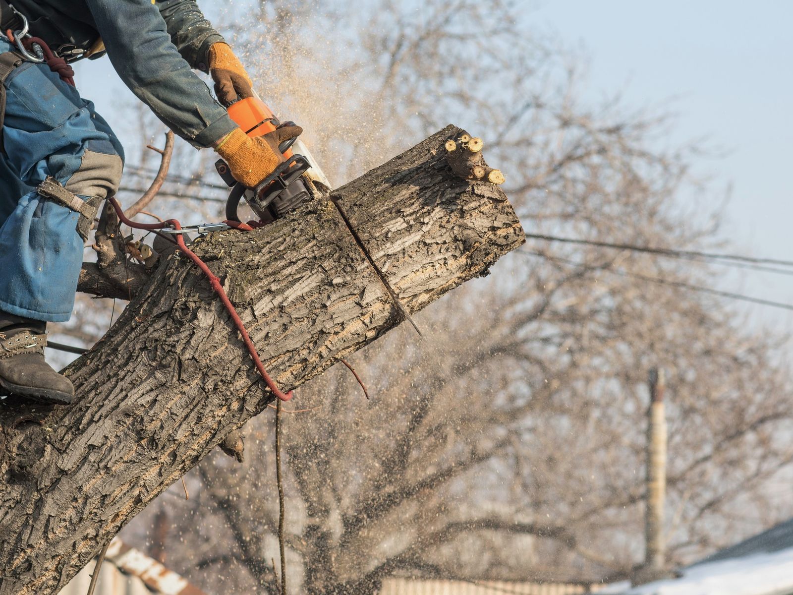 Westhampton Tree Works