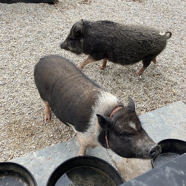 Invisible Fence® protected pigs in Pennsylvania