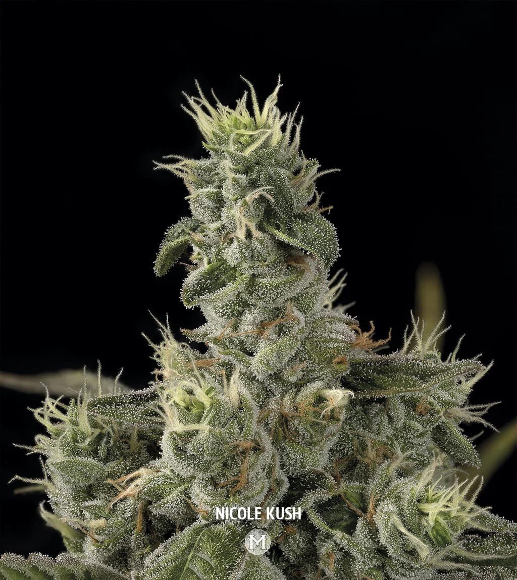 PURPLE GROWS Cannabis, CBD und THC-Seeds in Delbrück