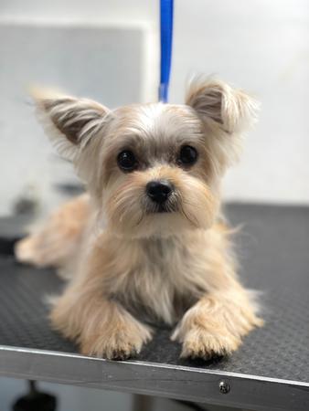 Images Space Coast Mobile Dog Grooming