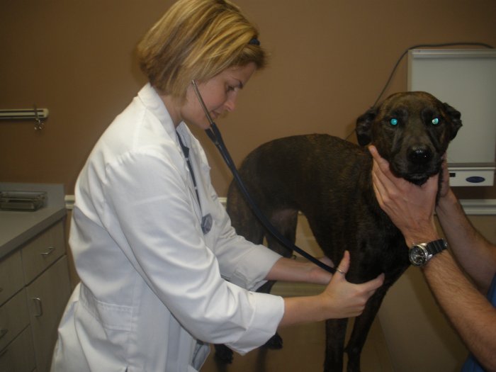 Images VCA Briarcliff Animal Hospital