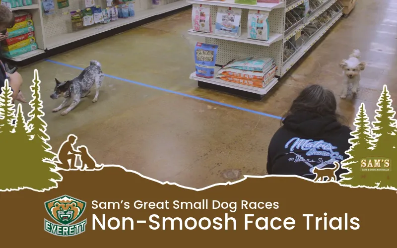 Image of Local Pet Event Silvertips | Non-Smooshed Face Race Trials Nearby