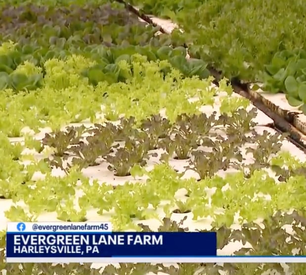 Images Evergreen Lane Farm