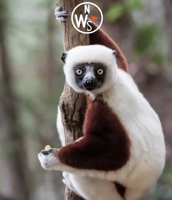 Images Natural World Safaris Ltd