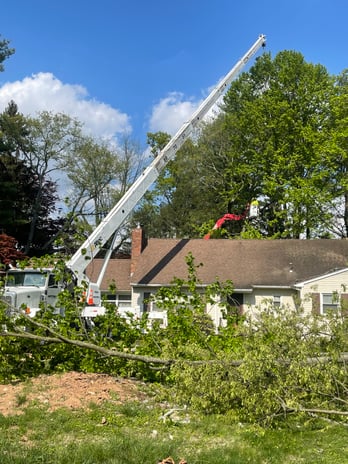 Images Justin Tree Services & Lawn Care