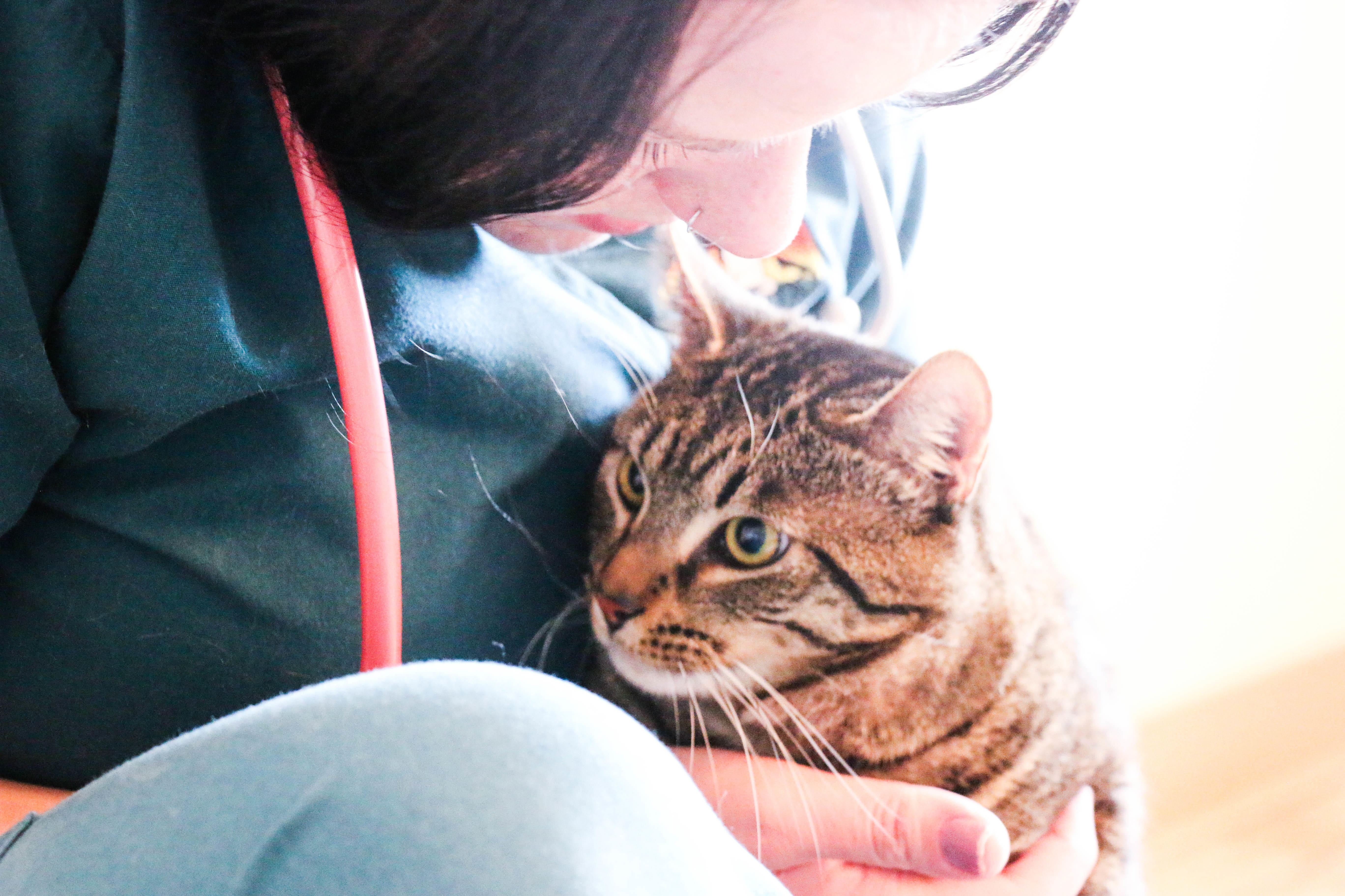 Dublin Veterinary Hospital treats patients with superior medical services and a lot of love!
