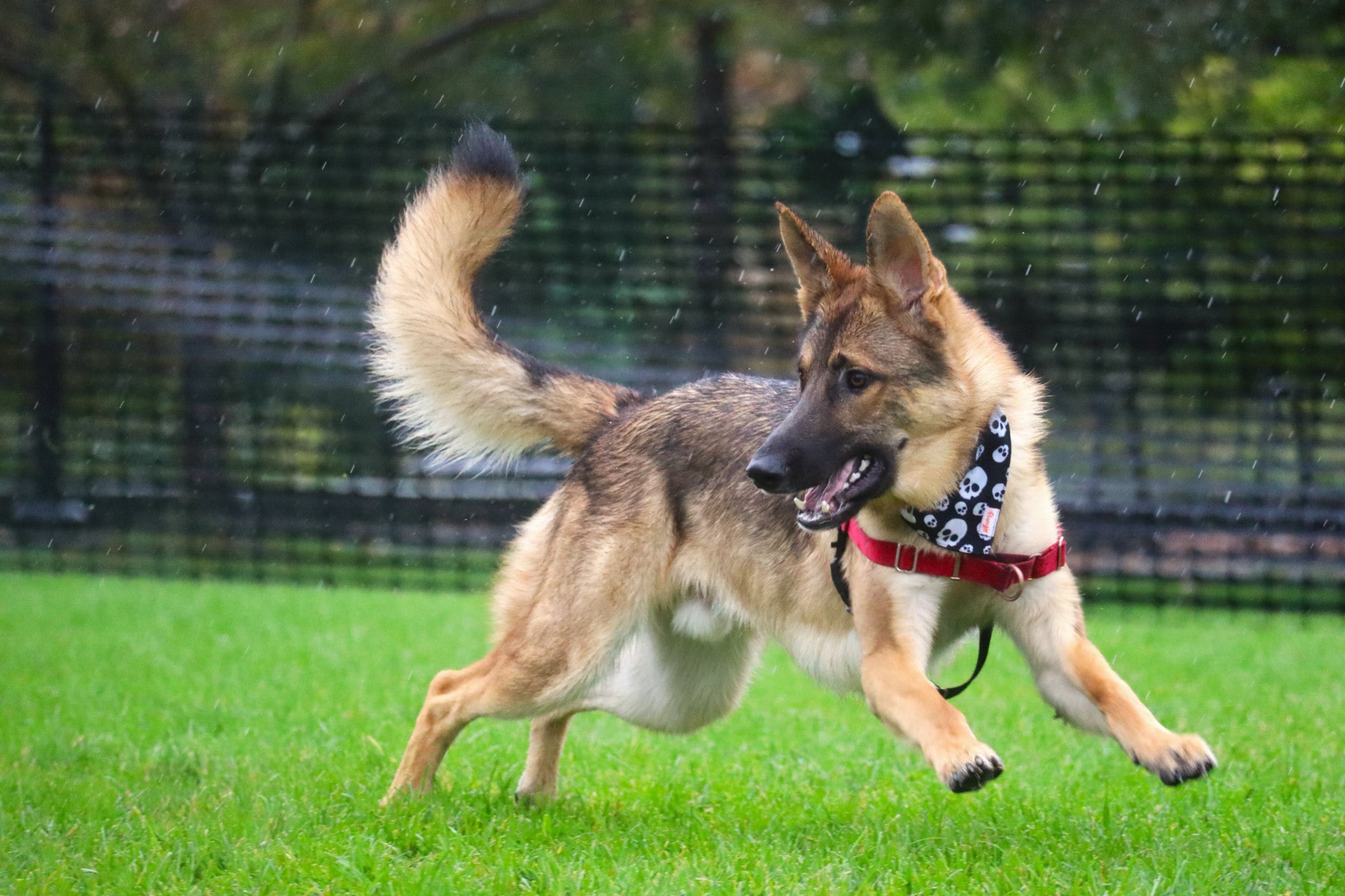 For nearly 40 years, dogs have been central to my happiness and well-being.