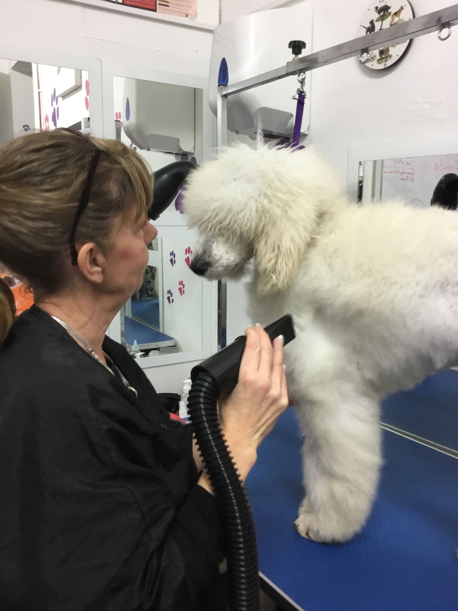 Images Scruffy 2 Fluffy Dog Grooming School