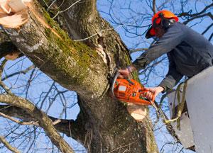 Images Countryside Training & Tree Management Ltd