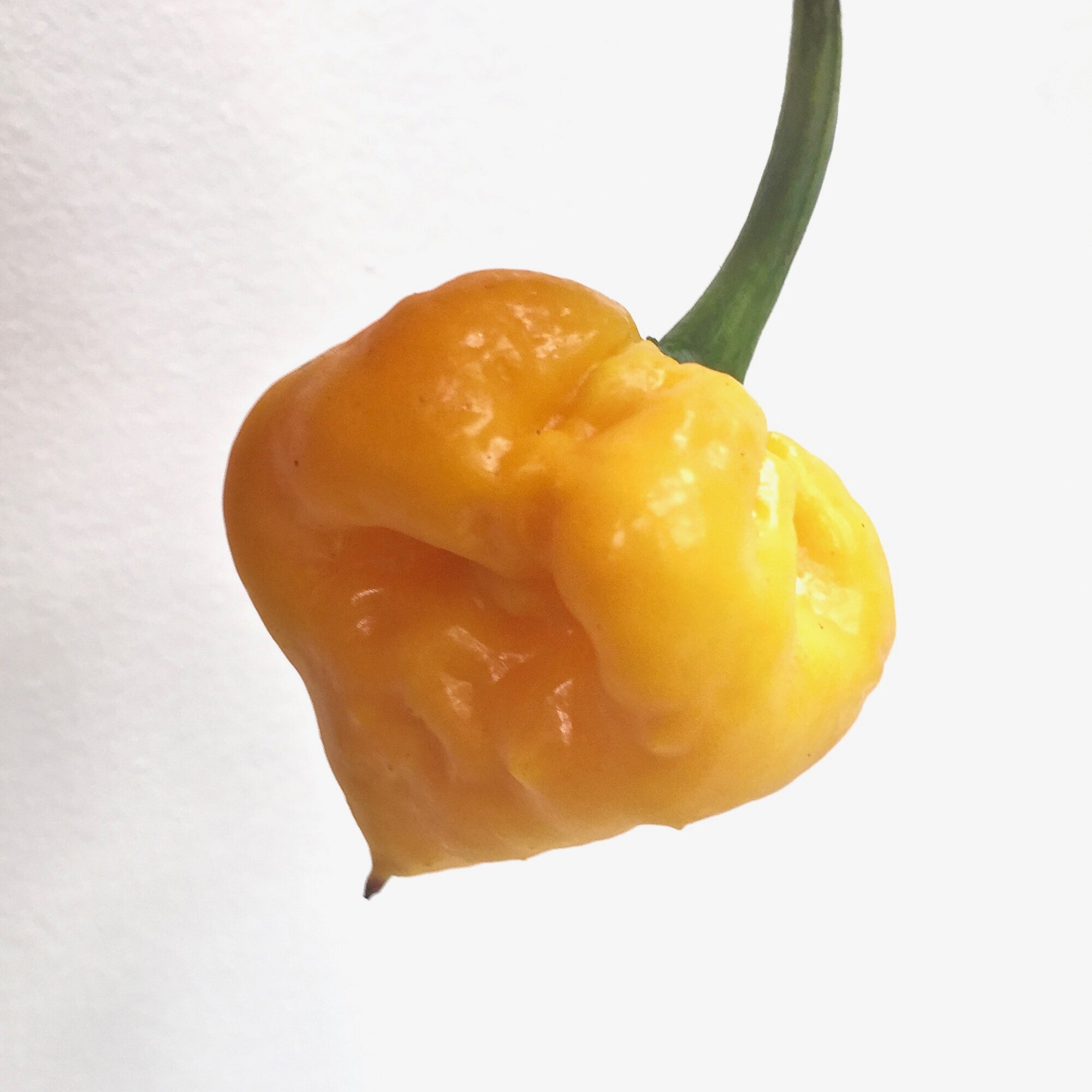 Images Chilli Mash Company