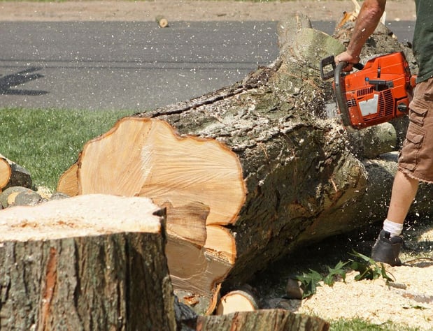 Images Vega's Tree Service