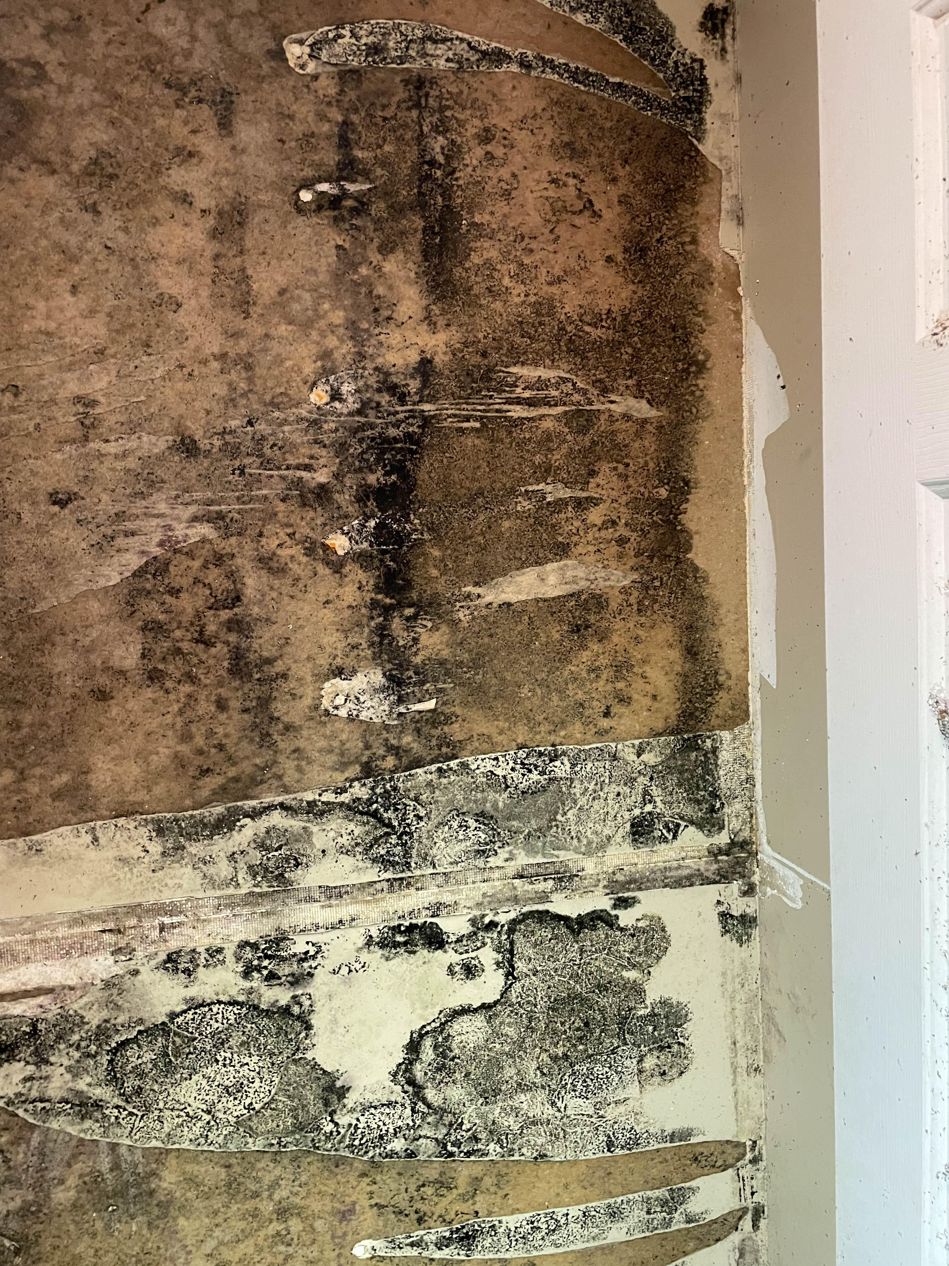 Mold growth is also a form of secondary damage after a water event . If your home or business has recently suffered any type of water damage, then you should call SERVRO of West Knoxville for a professional mold inspection. Give us a call!