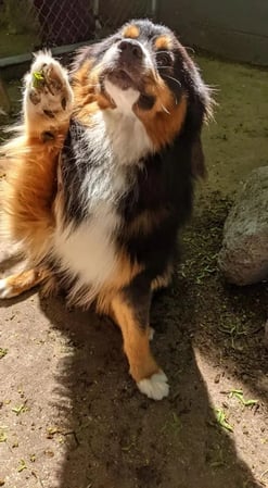 Images All Aboard Dog Daycare & Boarding