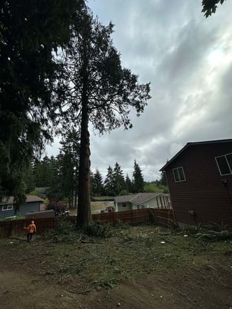Images Brothers Tree service & Landscaping