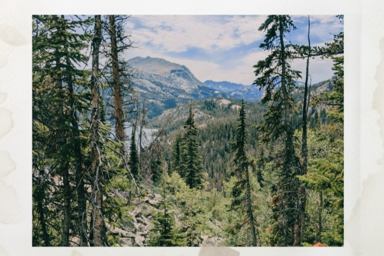 Alpine Forestry Image