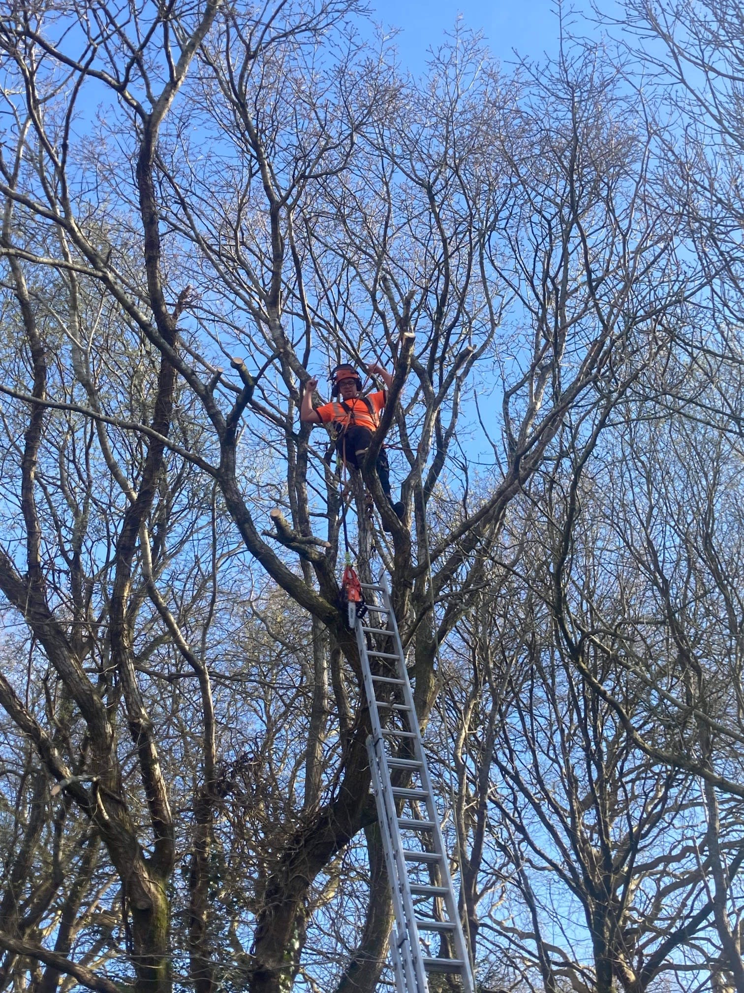 Images County Tree Services