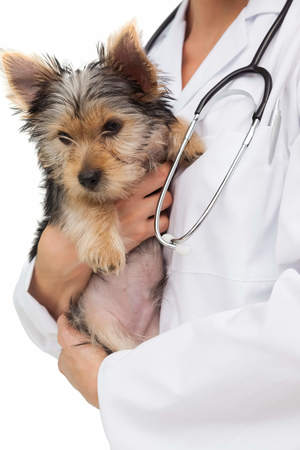 Images Emergency Pet Care - Annie Bowes DVM