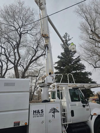 Images H & S Tree Care