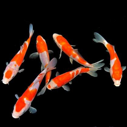 System Aquaristik, Altonaer Straße 350 in Halstenbek