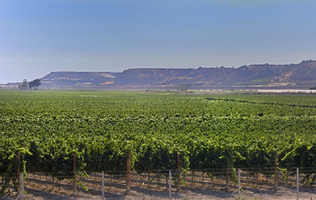 Images Stracquadaini Vini