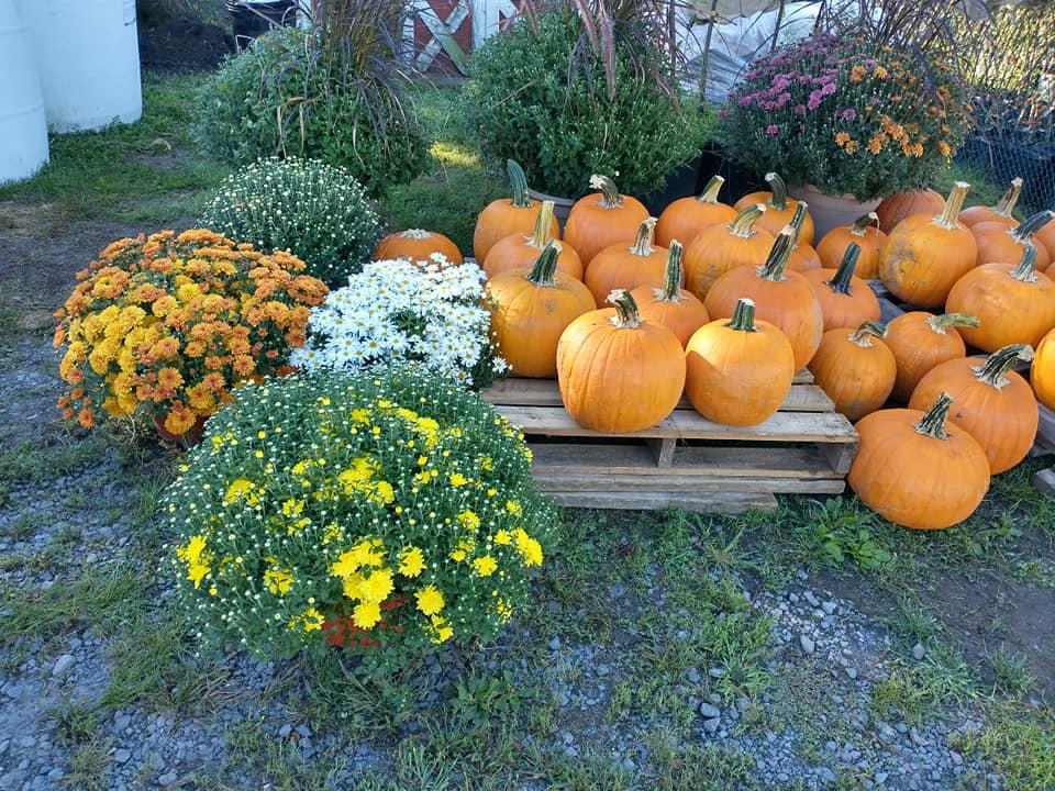seasonal pumpkins