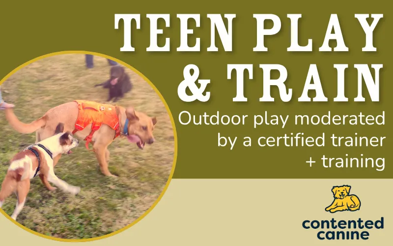 Image of Local Pet Event Teen Dog Play and Train | Monroe WA Nearby
